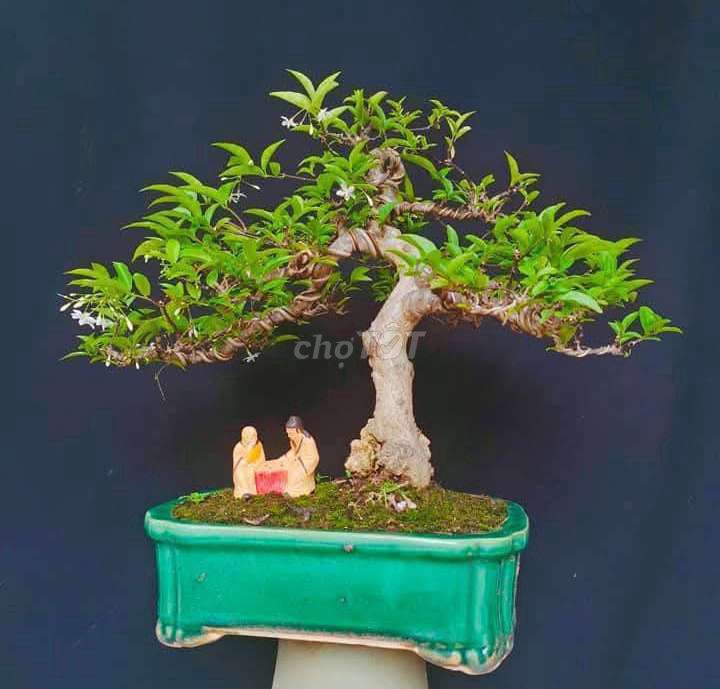 Cây Mai Chiếu Thủy bonsai cao 35cm