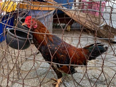 cặp trống mái asil mỹ. Mua bán Gà tại Quận Tân Phú Tp Hồ Chí Minh được đăng bởi Sang gà tơ