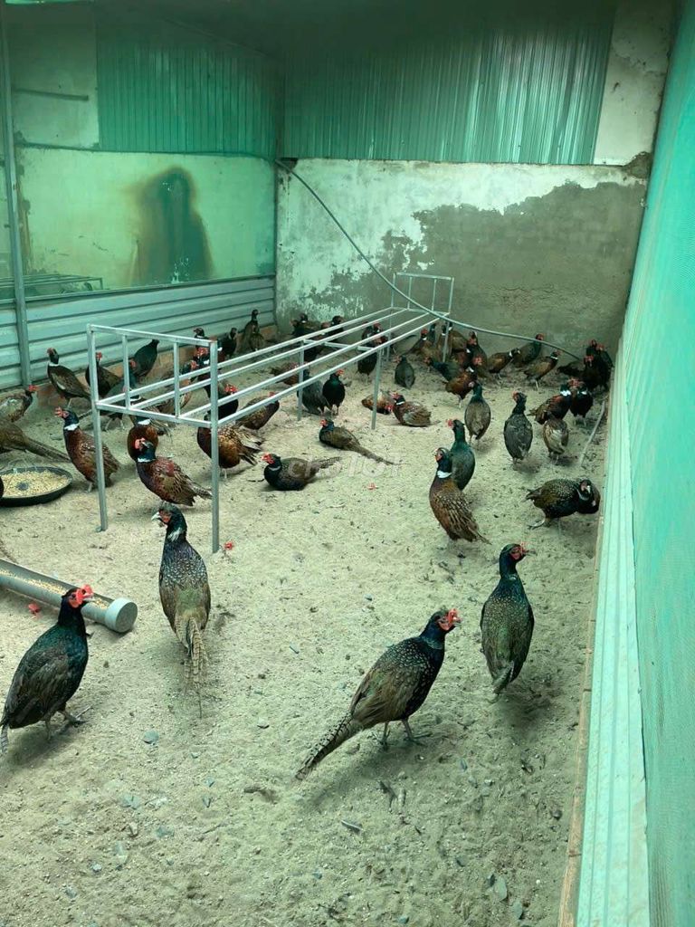 Chim trĩ xanh đỏ. Mua bán Chim tại Quận 12 Tp Hồ Chí Minh được đăng bởi ĐÔNG TẢO QUANG HẢI APD Q12 hình 3