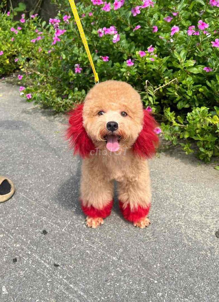 Chó Poodle cái tai đỏ nhuộm. Mua bán Chó tại Thành phố Bến Tre Bến Tre được đăng bởi Nguyễn Thị Huỳnh Mai hình 1
