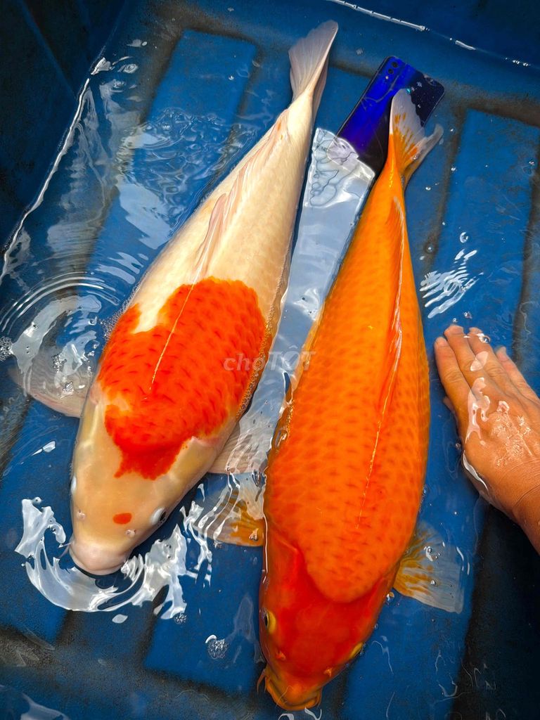 Cá Koi Hàng Khủng 2-3kg / 1con. Mua bán Thú cưng khác tại Thành phố Thủ Đức Tp Hồ Chí Minh được đăng bởi Nguyen Sang hình 1