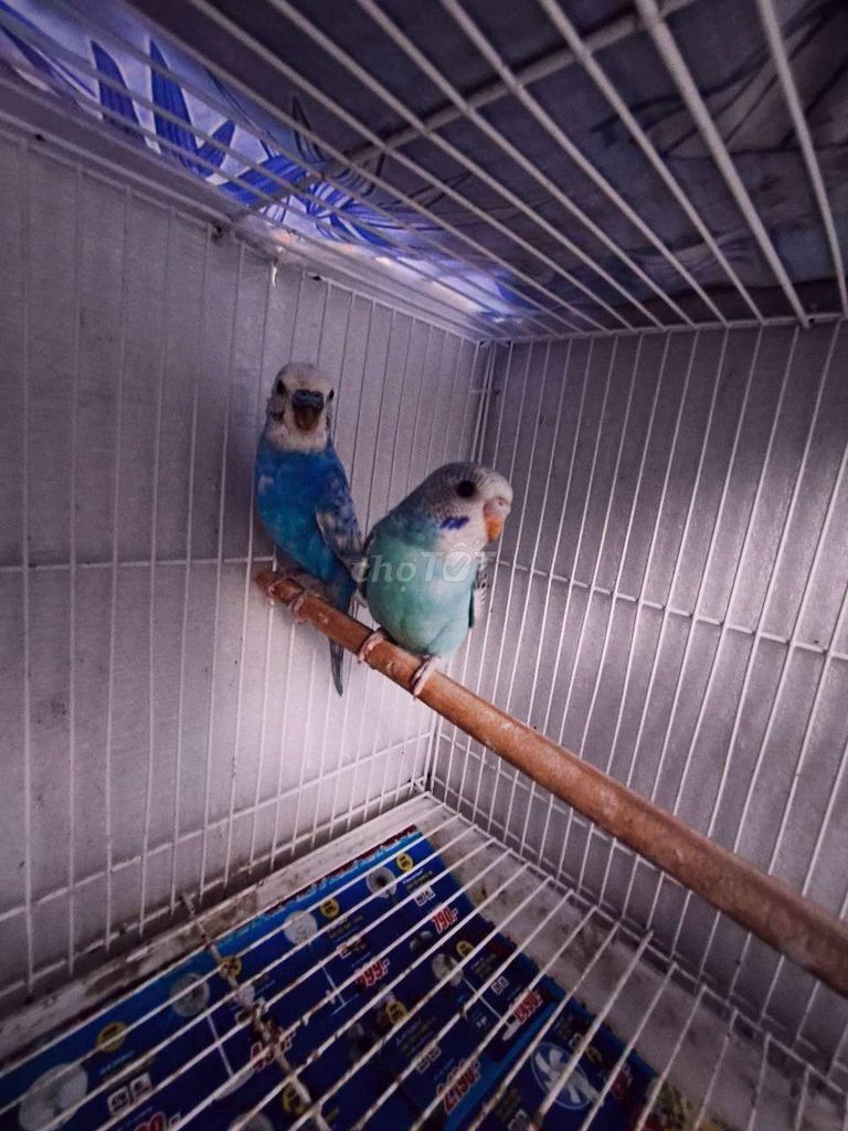 Cặp vẹt màu đẹp xanh dương tìm nhà mới. Mua bán Chim tại Quận Bắc Từ Liêm Hà Nội được đăng bởi MS Sữa hình 1