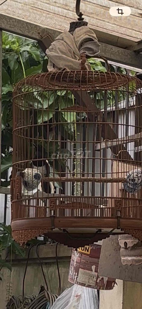 Chim To xoè Đen trắng. Mua bán Chim tại Quận 12 Tp Hồ Chí Minh được đăng bởi Sg hình 1