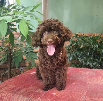 chó Poodle đực thuần chủng Màu socola 🍫