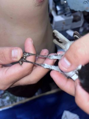 còn tin còn chim ạ.. Mua bán Chim tại Thành phố Thủ Đức Tp Hồ Chí Minh được đăng bởi Thống em hình 1