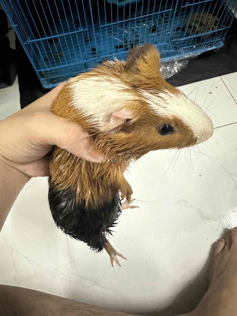 Chuột lang màu Nâu, trắng, đen. Mua bán Thú cưng khác tại Thành phố Thuận An Bình Dương được đăng bởi Tiểuu Han hình 1