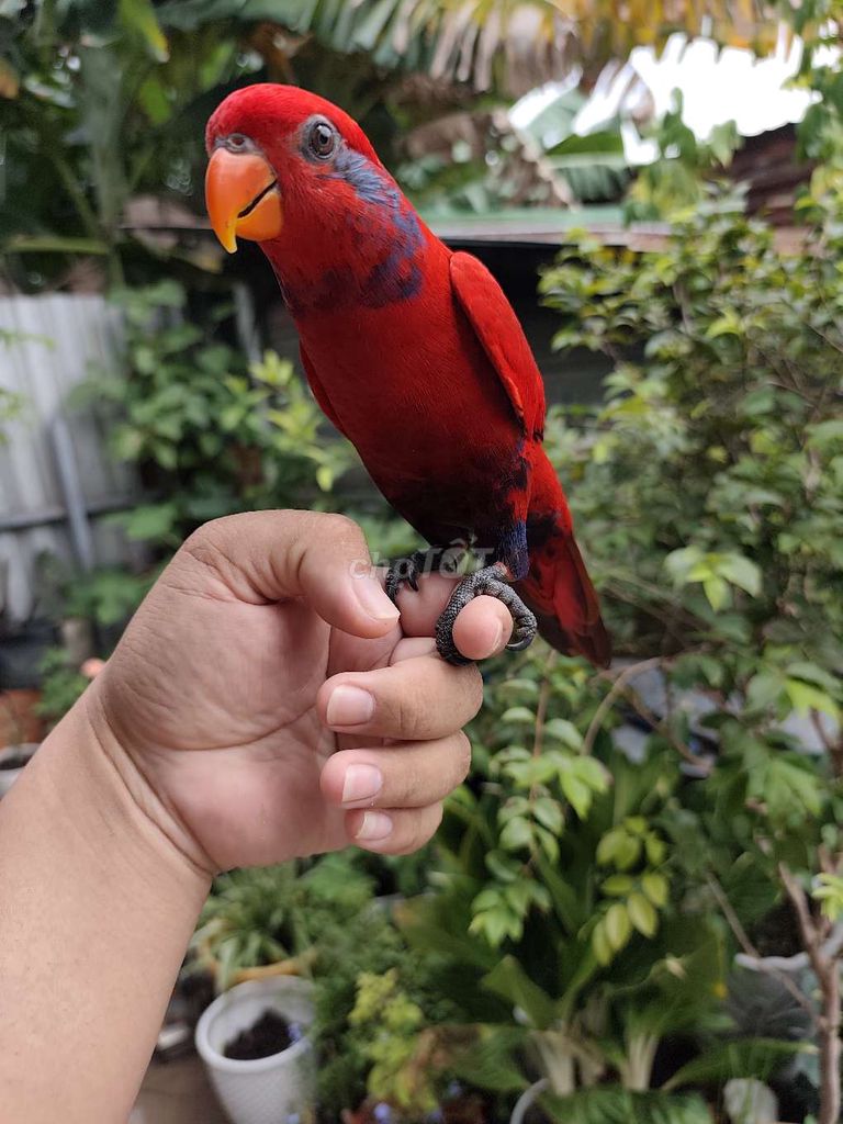 Vẹt lory blue streaked, chattering. Mua bán Chim tại Huyện Hóc Môn Tp Hồ Chí Minh được đăng bởi Thanh Nguyên hình 1