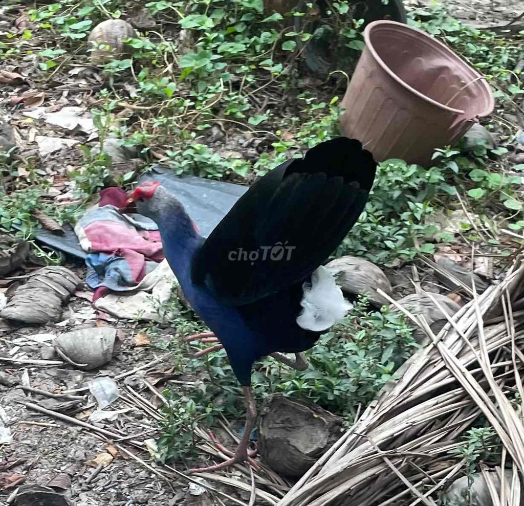 chuyên cung cấp trích cồ các loại. Mua bán Chim tại Quận Bình Tân Tp Hồ Chí Minh được đăng bởi Nông Trại Xanh Phương Nam hình 1