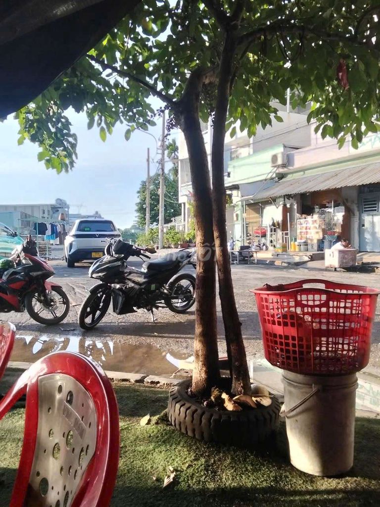Cây sung 3m phong thủy. Mua bán Cây cảnh, đồ trang trí tại Quận Bình Tân Tp Hồ Chí Minh được đăng bởi chợ trời  hình 1