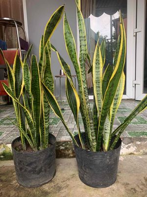 còn 2 chậu cây lưỡi hổ pass nhanh 150k/ 2 chậu. Mua bán Cây cảnh, đồ trang trí tại Quận Cẩm Lệ Đà Nẵng được đăng bởi Xữ Nữ