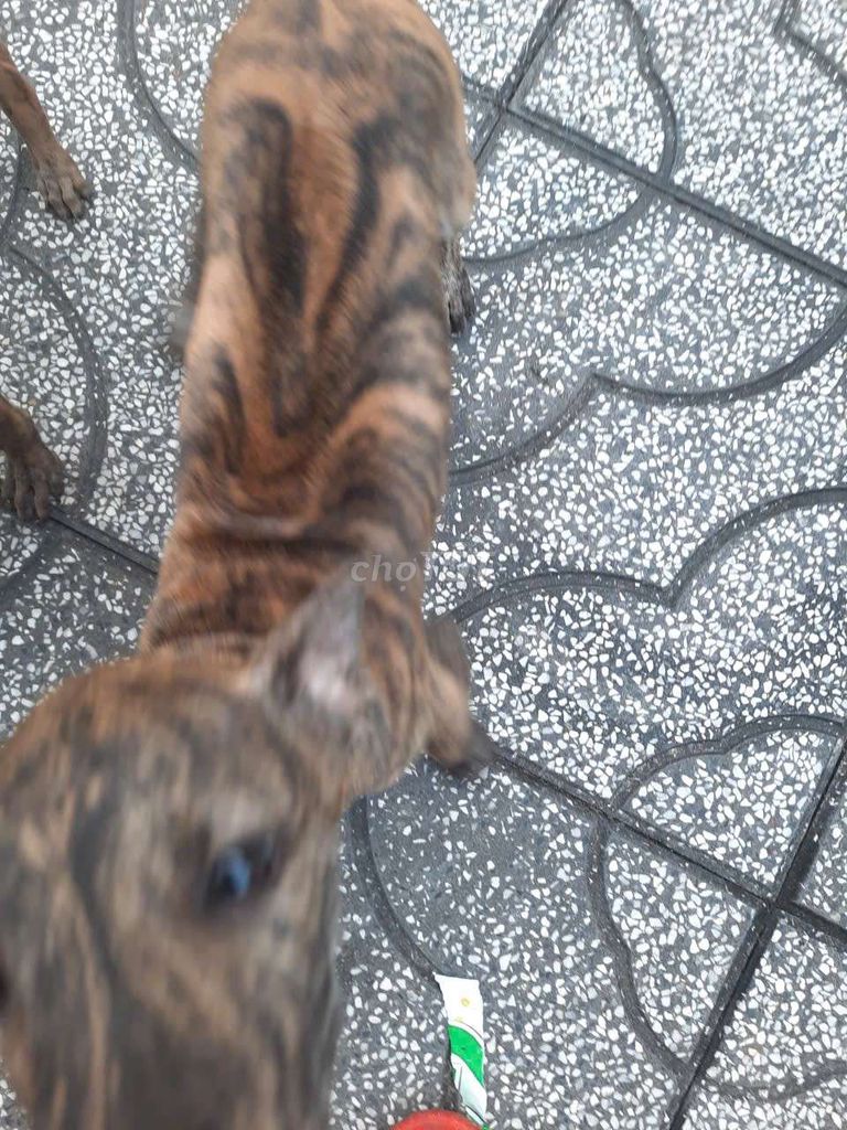 Chó Phú Quốc vàng vện gần 3 tháng. Mua bán Chó tại Huyện Gò Dầu Tây Ninh được đăng bởi Minhvy hình 6