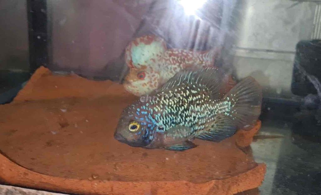 Cá cảnh Flowerhorn mini cha GB mẹ F0.5. Mua bán Thú cưng khác tại Quận 7 Tp Hồ Chí Minh được đăng bởi La Hán Cùi Bắp hình 1