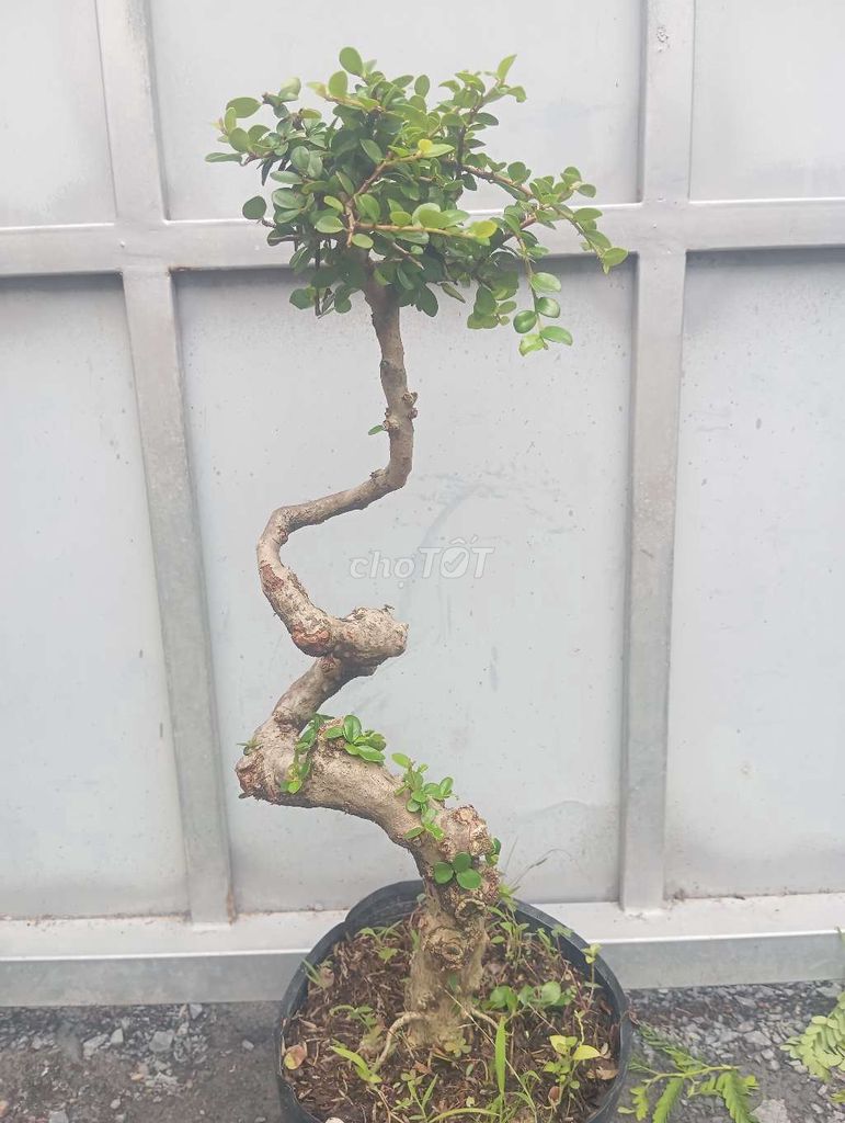 Cây cảnh Sam núi Lắc lượn tàng dù Già nu. Mua bán Cây cảnh, đồ trang trí tại Huyện Củ Chi Tp Hồ Chí Minh được đăng bởi Cây kiểng giá rẻ LT2 hình 1