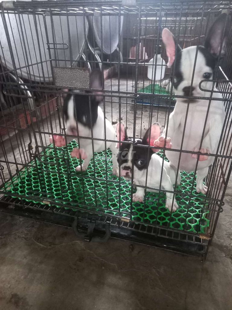 Chó Pug Pháp. Mua bán Chó tại Huyện Ba Tri Bến Tre được đăng bởi Phan Bảo Toàn hình 1