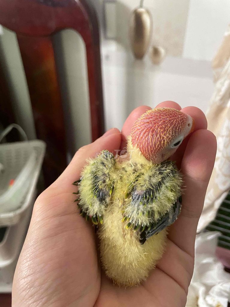 Chim Vẹt Lovebird non. Mua bán Chim tại Quận Ninh Kiều Cần Thơ được đăng bởi Nam  hình 1