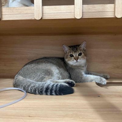 Tìm nhà mới cho bé mèo đực