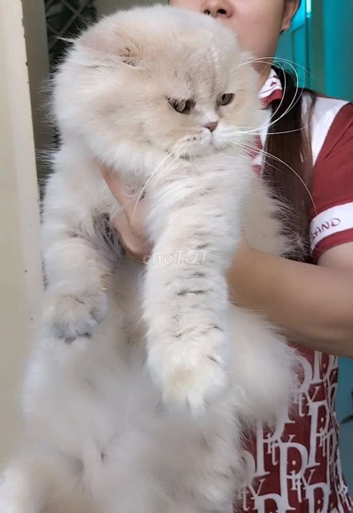 Bé cái trưởng thành. Mua bán Mèo tại Quận Gò Vấp Tp Hồ Chí Minh được đăng bởi karaci family pet hình 3