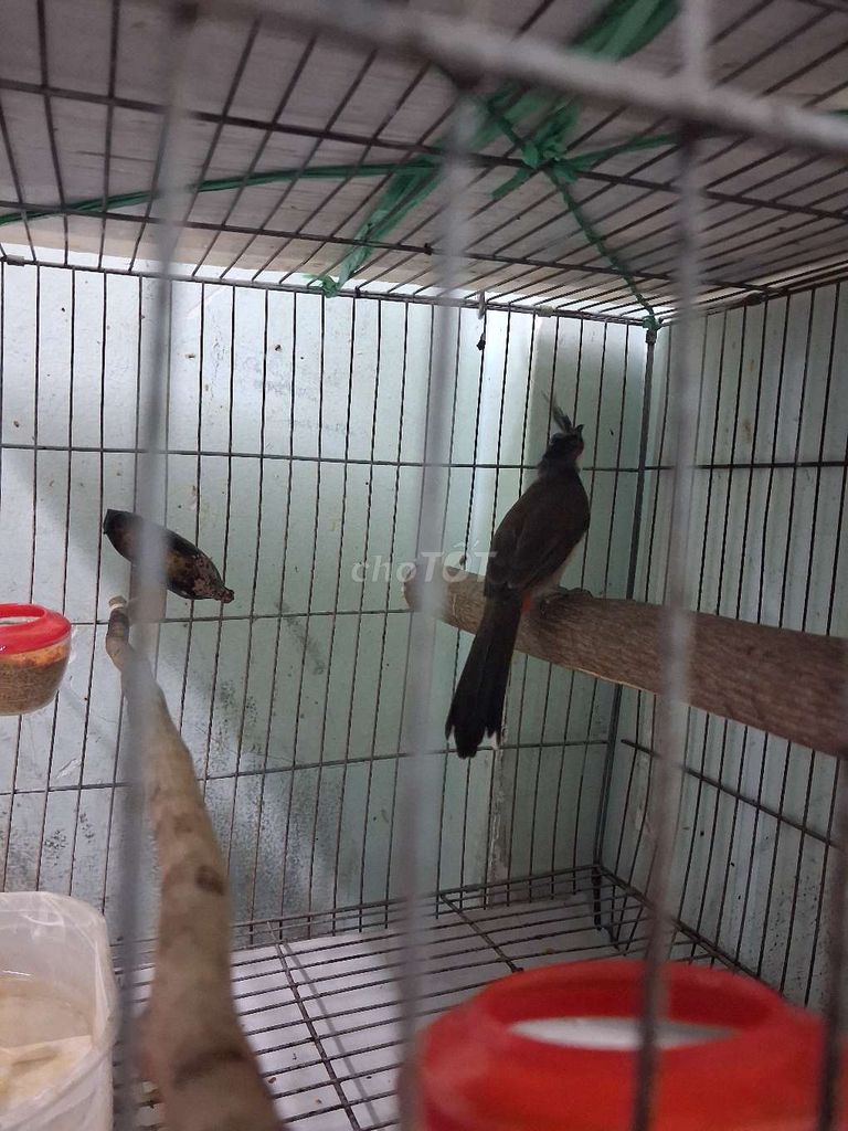 Chim chào mào trống gần 1 năm. Mua bán Chim tại Quận 12 Tp Hồ Chí Minh được đăng bởi bye bye hình 1