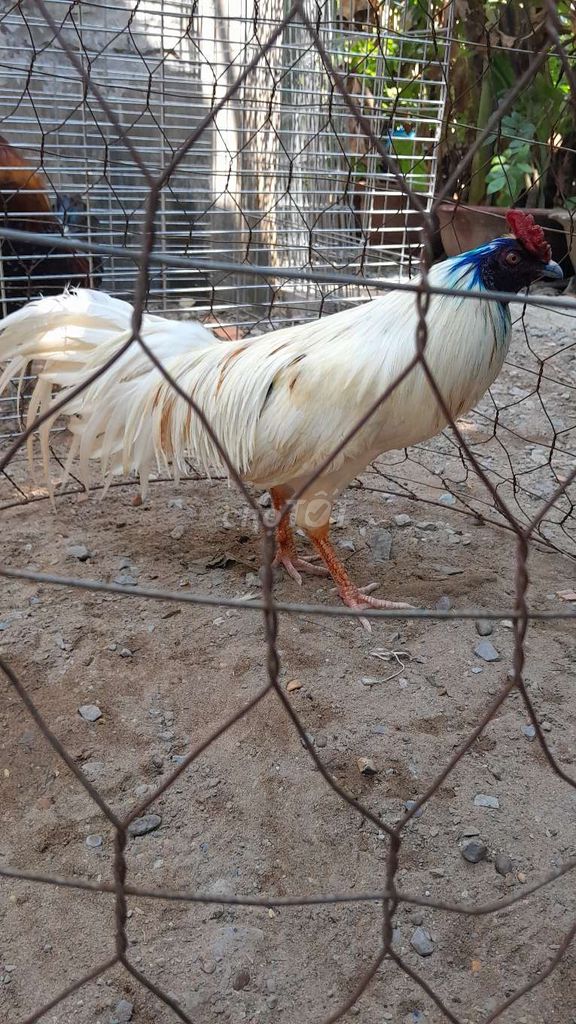 Gà Bướm Thái 2kg trạng 2k5. Mua bán Gà tại Thành phố Thủ Đức Tp Hồ Chí Minh được đăng bởi Thanh Long Asil  hình 1