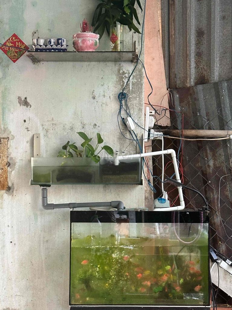 Hồ cá Kính 644. Mua bán Phụ kiện, Thức ăn, Dịch vụ tại Huyện Củ Chi Tp Hồ Chí Minh được đăng bởi Ngọc Hà hình 1