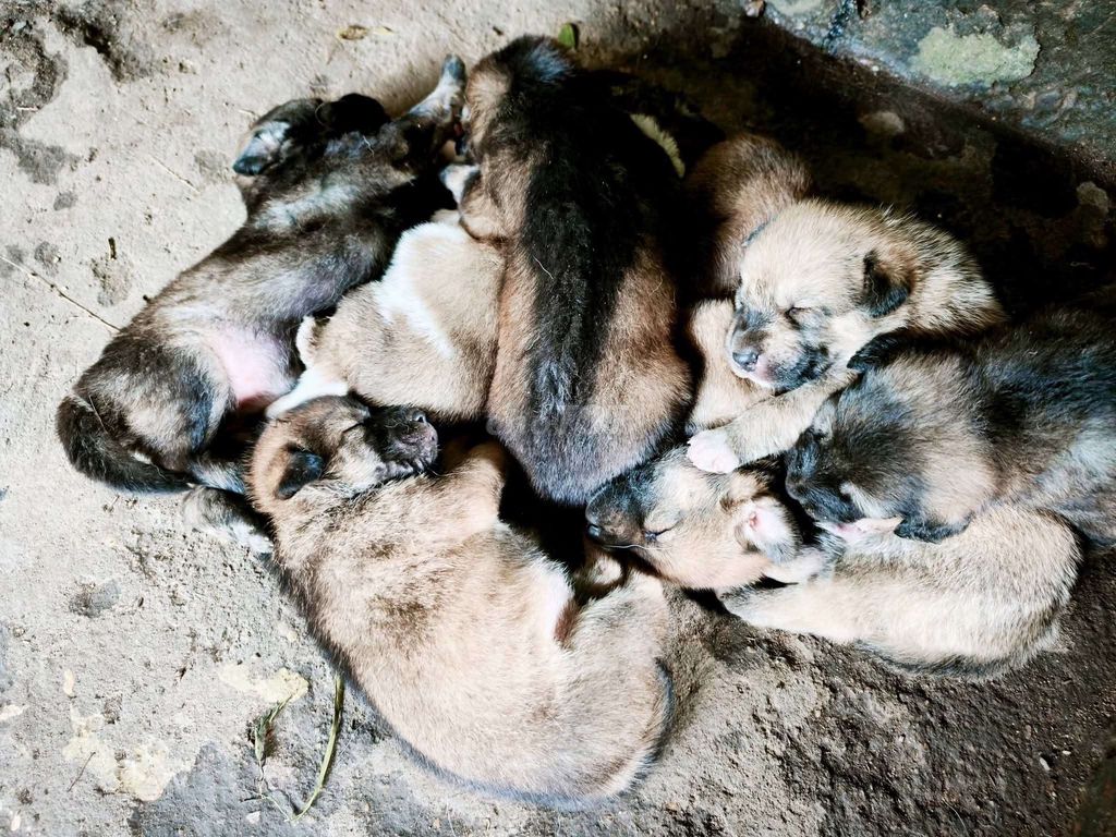 Chó Lai Phú Quốc nhiều màu. Mua bán Chó tại Thành phố Thuận An Bình Dương được đăng bởi minh hai hình 1