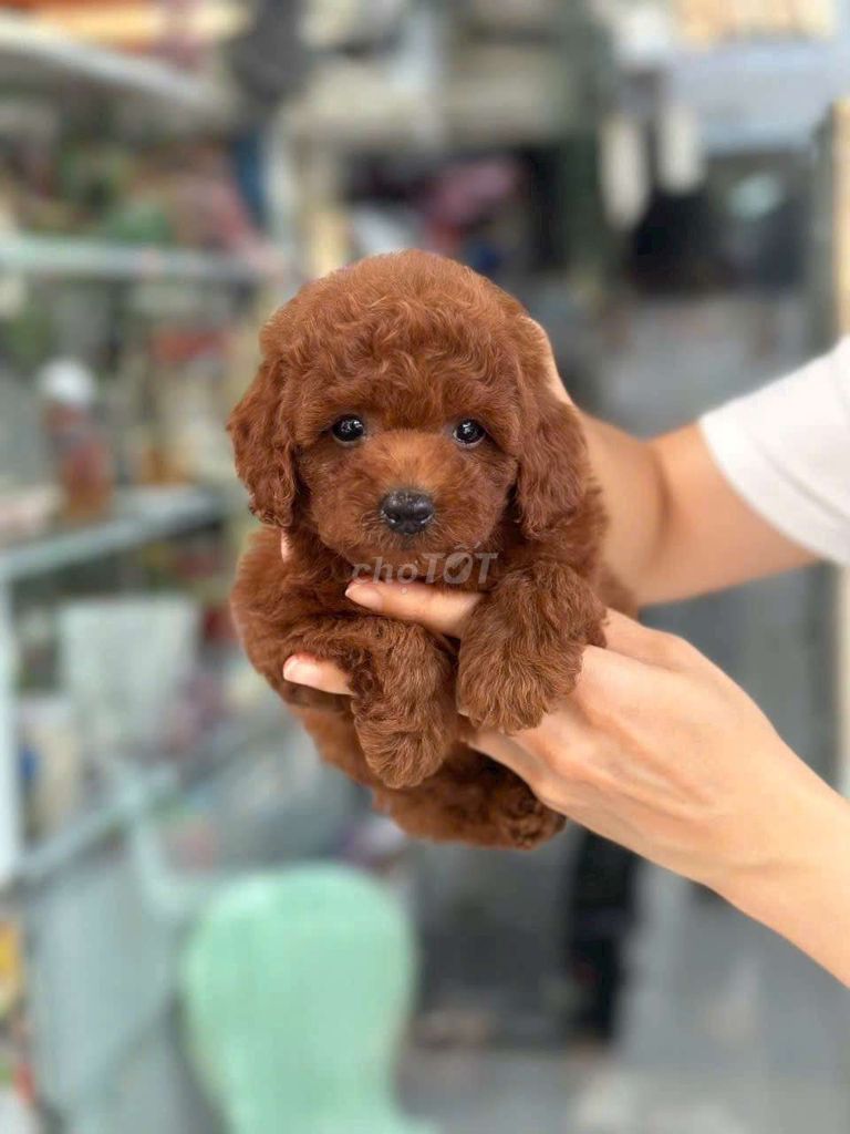 POODE TUNY TÌM NHÀ MỚI. Mua bán Chó tại Quận Bình Tân Tp Hồ Chí Minh được đăng bởi My Hoạ hình 3