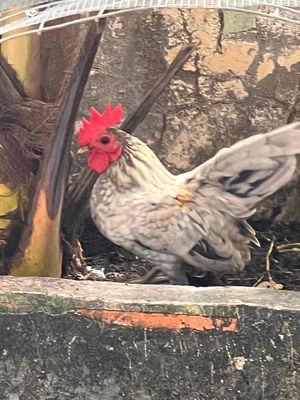 bán gà serama (giao lưu trôg  mái). Mua bán Gà tại Quận Ninh Kiều Cần Thơ được đăng bởi Dang dinh