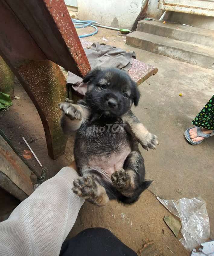 chó con. Mua bán Chó tại Quận Bình Thuỷ Cần Thơ được đăng bởi Thu hình 1