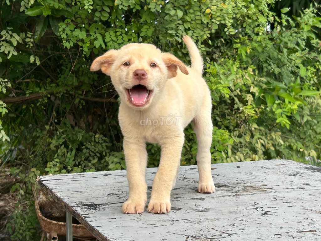 Chó bắc hà trắng dòng đại. Mua bán Chó tại Huyện Mê Linh Hà Nội được đăng bởi Tuấn hình 1