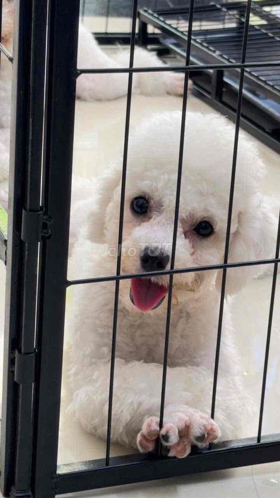 Chó Poodle cái trắng đã tiêm. Mua bán Chó tại Quận Tân Phú Tp Hồ Chí Minh được đăng bởi Bun  hình 1