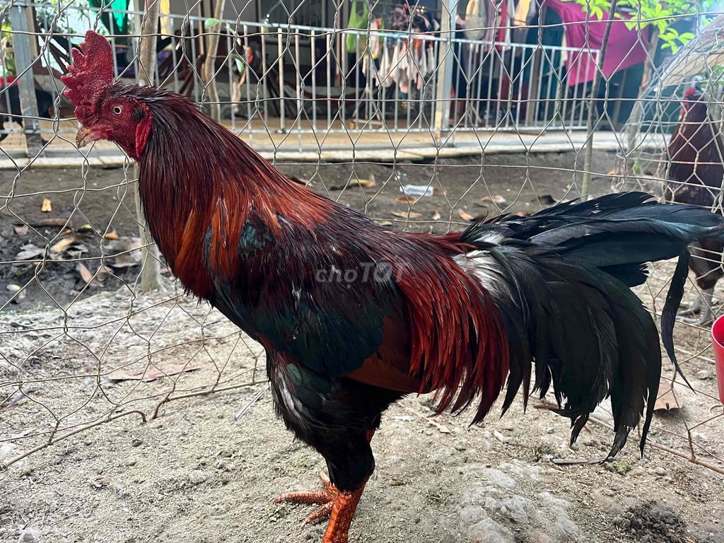 Điều chân trắng hồng sa mồng vua 4kg. Mua bán Gà tại Huyện Trà Ôn Vĩnh Long được đăng bởi Thành Công hình 1