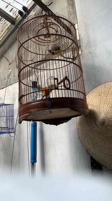 Bộ 5 màu hơn 1 mùa. Mua bán Chim tại Thành phố Thủ Đức Tp Hồ Chí Minh được đăng bởi Thích thì alo mình 