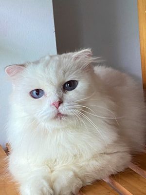 mèo Munchkin cái, lùn,trắng, lông dài, tai cụp. Mua bán Mèo tại Thành phố Thủ Đức Tp Hồ Chí Minh được đăng bởi Tên chưa cung cấp