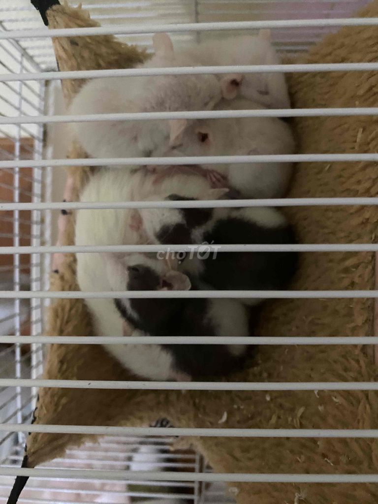 Chuột rat nhiều màu. Mua bán Thú cưng khác tại Huyện Mê Linh Hà Nội được đăng bởi Ng Thanh hình 1
