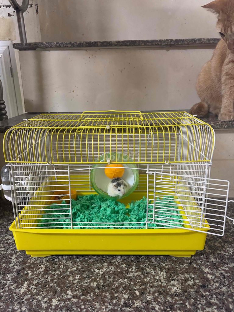 lồng chuồng hamster tặng kèm bé