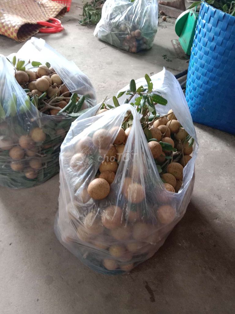 nhãn xuồng cơm vàng . Mua bán Đồ ăn, thực phẩm và các loại khác tại Huyện Châu Thành Bến Tre được đăng bởi bến tre quê tôi hình 1