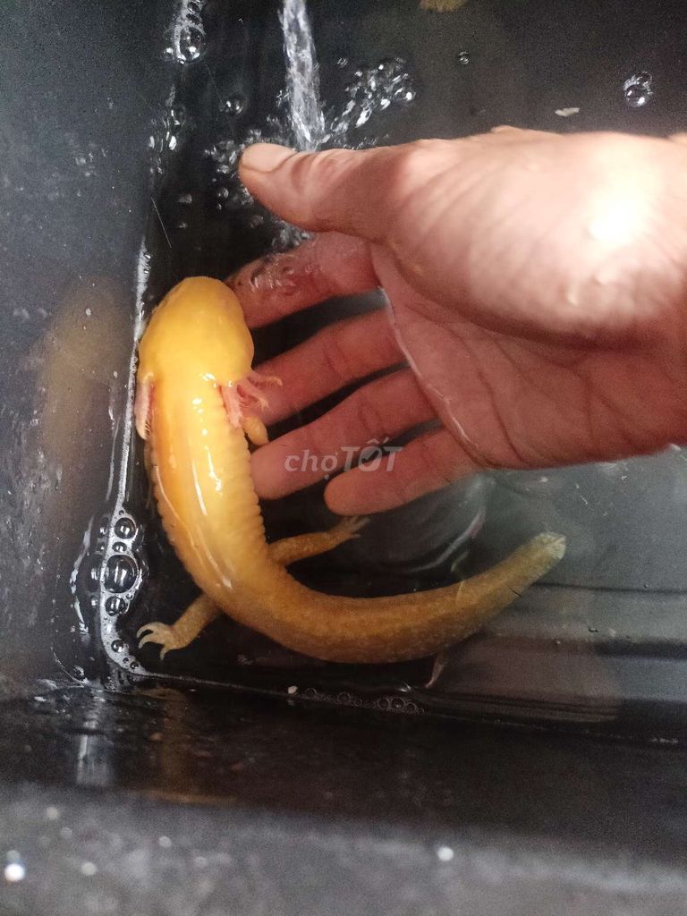 Axolotl Vàng 6 sừng. Mua bán Thú cưng khác tại Huyện Đông Anh Hà Nội được đăng bởi Ngư Vịnh  hình 1