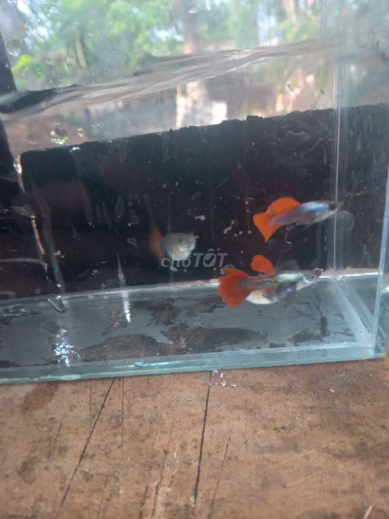 Cá bảy màu Blue Red Tail 1 cặp. Mua bán Thú cưng khác tại Thị xã Bình Minh Vĩnh Long được đăng bởi Lien Cao hình 1