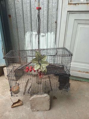 Lồng bẫy chim kim loại màu đen. Mua bán Phụ kiện, Thức ăn, Dịch vụ tại Quận 10 Tp Hồ Chí Minh được đăng bởi tâm