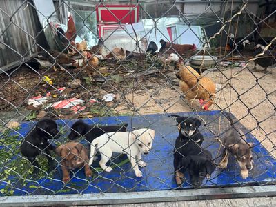 chó nhà lai phú quốc ăn uống khoẻ. Mua bán Chó tại Quận Gò Vấp Tp Hồ Chí Minh được đăng bởi A Kiên
