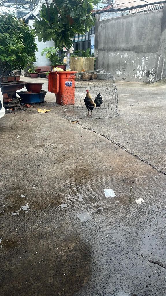 Gà chuối đen chân điểm 2 chốt đen . Mua bán Gà tại Quận 8 Tp Hồ Chí Minh được đăng bởi Phamhuutai hình 1