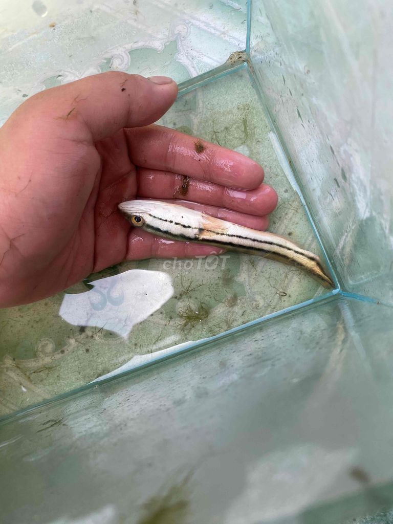 Bể cá kính 30cm để bàn. Mua bán Phụ kiện, Thức ăn, Dịch vụ tại Huyện Thường Tín Hà Nội được đăng bởi Minh Lê hình 1