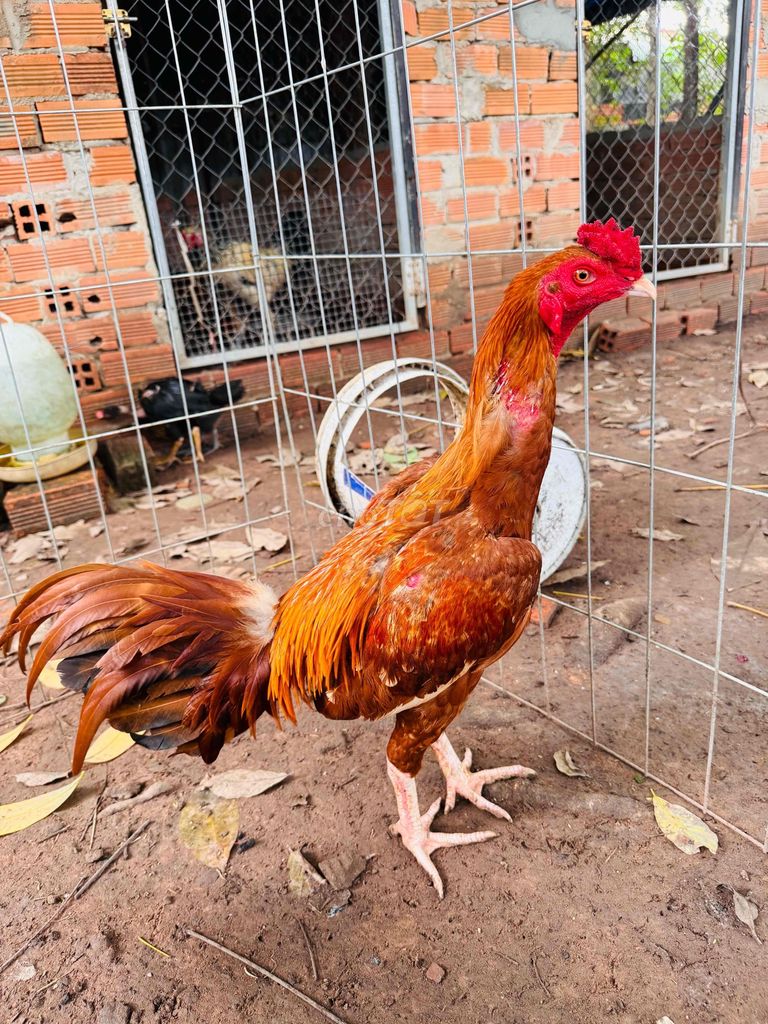 Khét chân trắng , mỏ trắng mới tách bầy , hiện 2k3