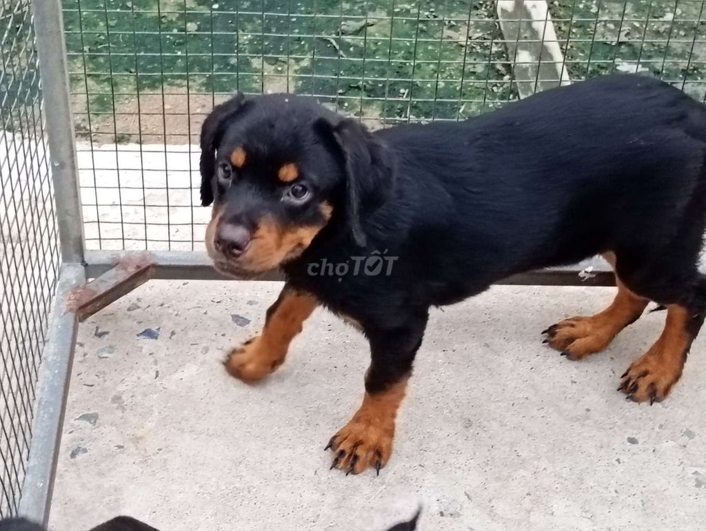 Chó Rottweiler Đức Đen vàng 40-60kg. Mua bán Chó tại Huyện Châu Thành Long An được đăng bởi Nhân Rottweiler  hình 1