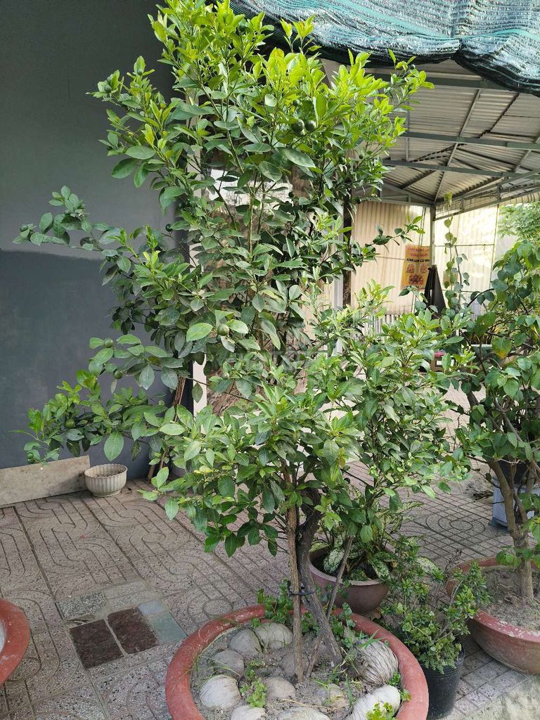 Cây hạnh Xanh lá. Mua bán Cây cảnh, đồ trang trí tại Huyện Chợ Mới An Giang được đăng bởi Mỹ Phước hình 1