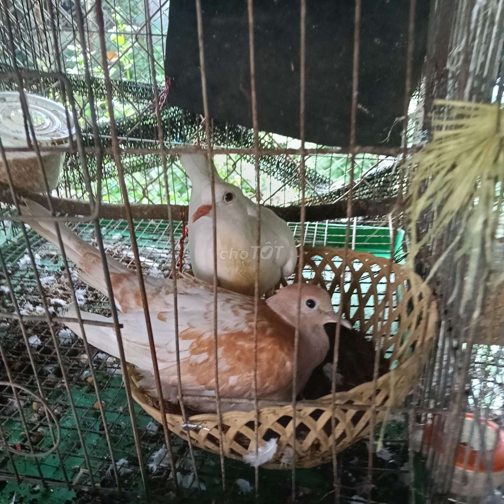 vú nuôi đang sinh sản tốt . Mua bán Chim tại Huyện Trảng Bom Đồng Nai được đăng bởi Đỗ Được hình 1
