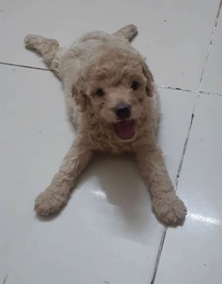 Cún con. Mua bán Chó tại Quận Ngũ Hành Sơn Đà Nẵng được đăng bởi văn văn