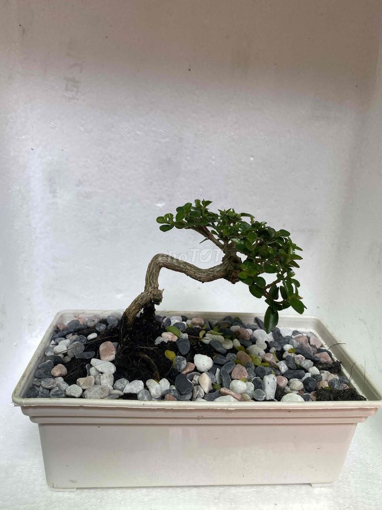 Cây cảnh bonsai trang trí Xanh lá. Mua bán Cây cảnh, đồ trang trí tại Quận 10 Tp Hồ Chí Minh được đăng bởi Khang Huy hình 1