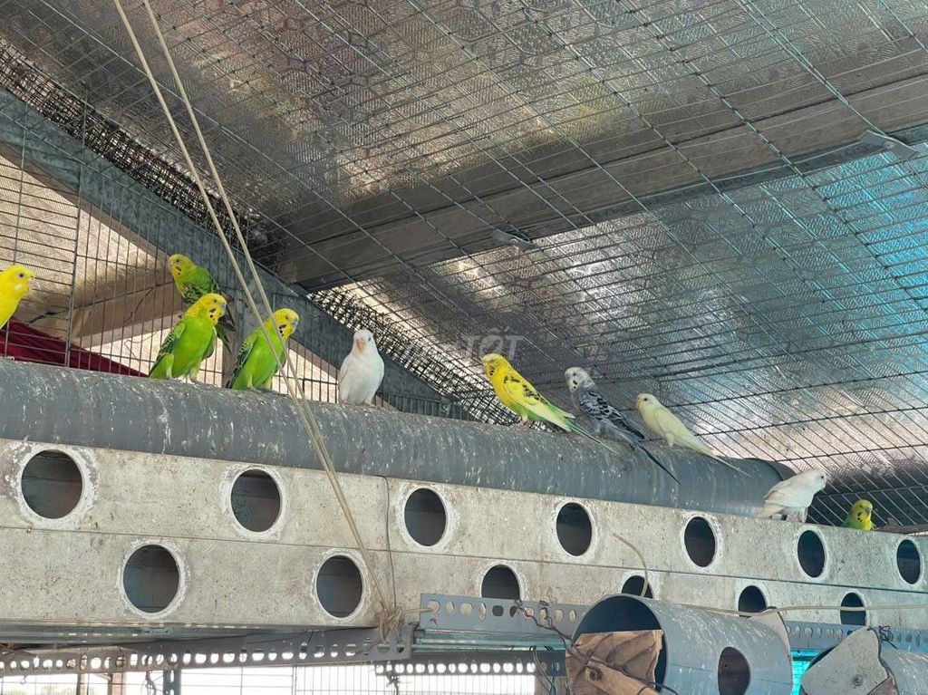 Chim yến phụng khỏe mạnh, dễ nuôi sắp đẻ. Mua bán Chim tại Quận Long Biên Hà Nội được đăng bởi tổng kho sỉ hình 1