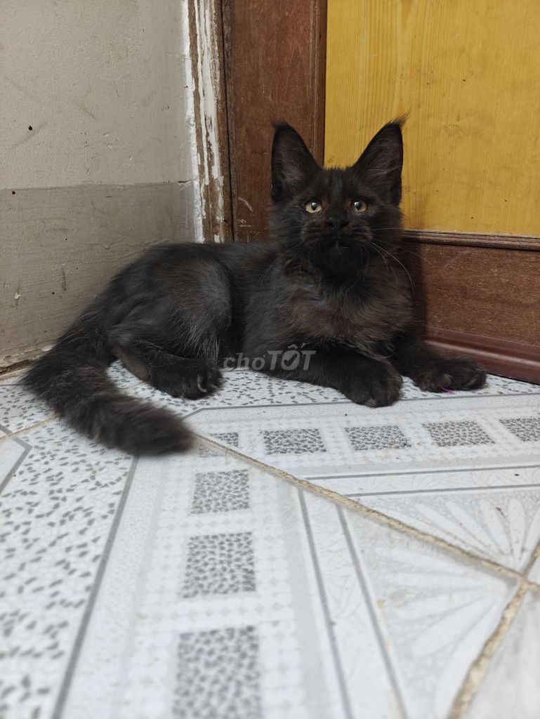 Mèo Maine Coon Đực polydatyl. Mua bán Mèo tại Quận 10 Tp Hồ Chí Minh được đăng bởi lynlyn hình 1